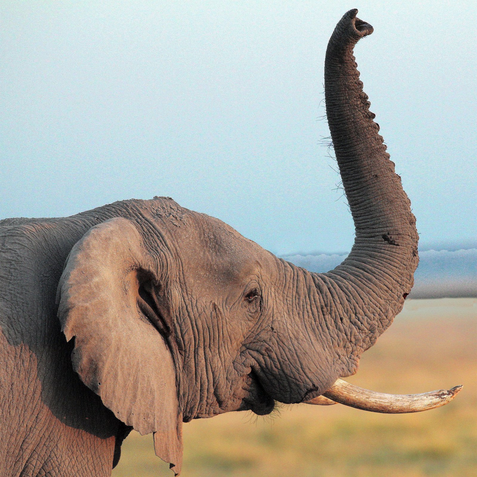Elefanten Tour Amboseli