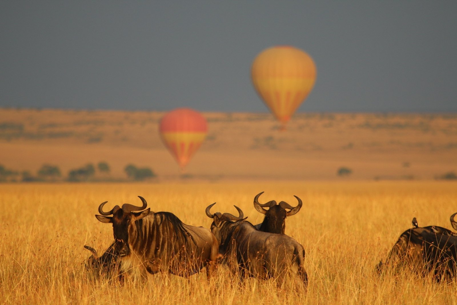 Ballonfahrt über der Savanne