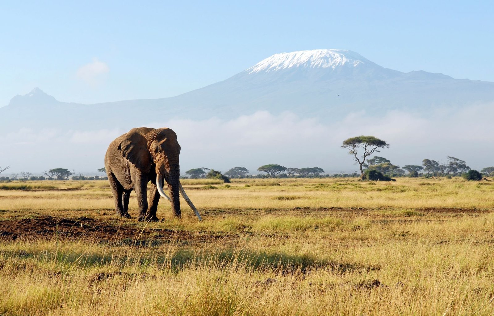Elefant