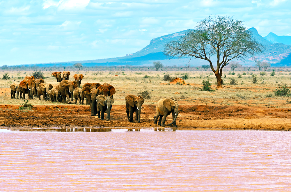 Rote Elefanten Tsavo Ost