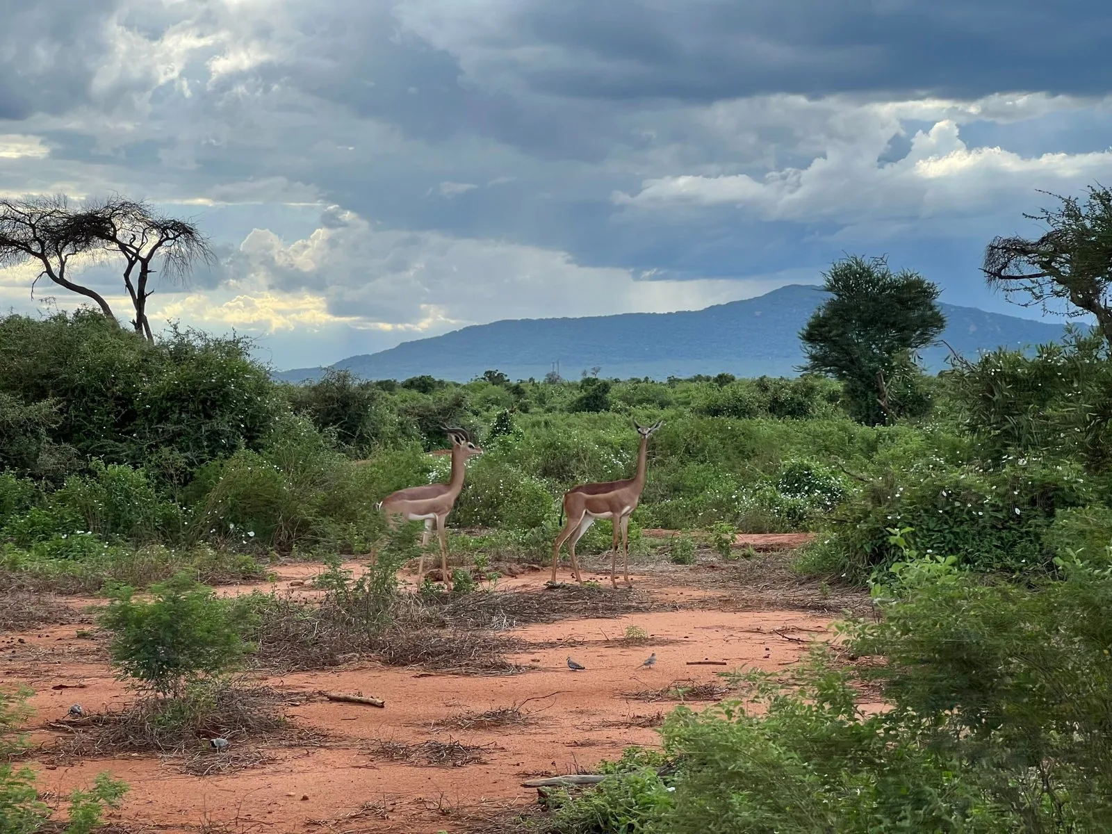 Ashnil Aruba Lodge · Tsavo Ost