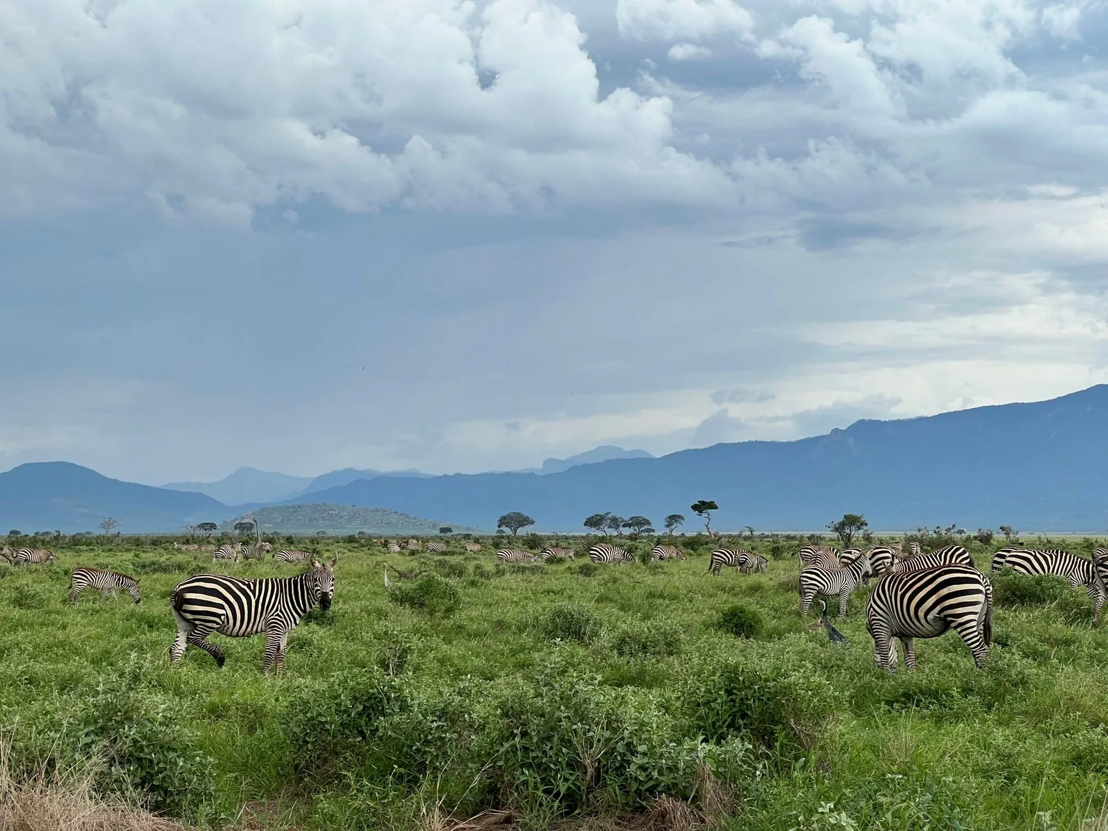 Tsavo Ost National Park