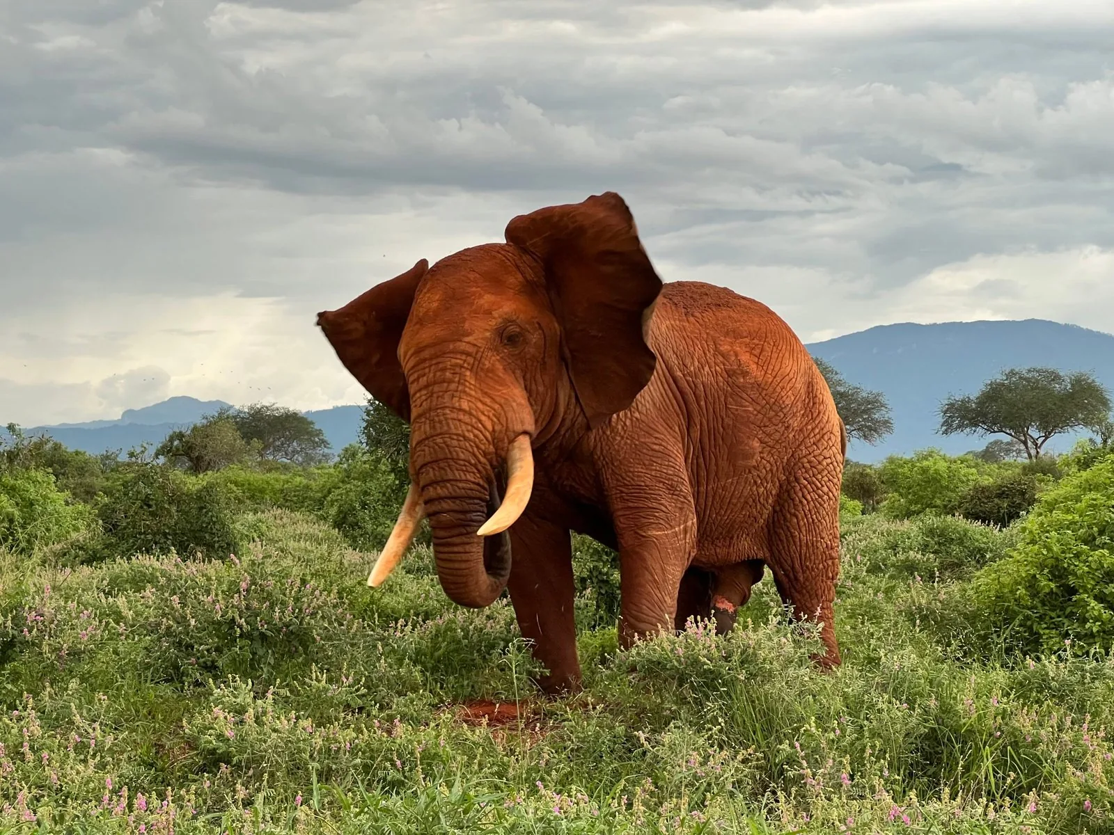 Ashnil Aruba Lodge · Tsavo Ost