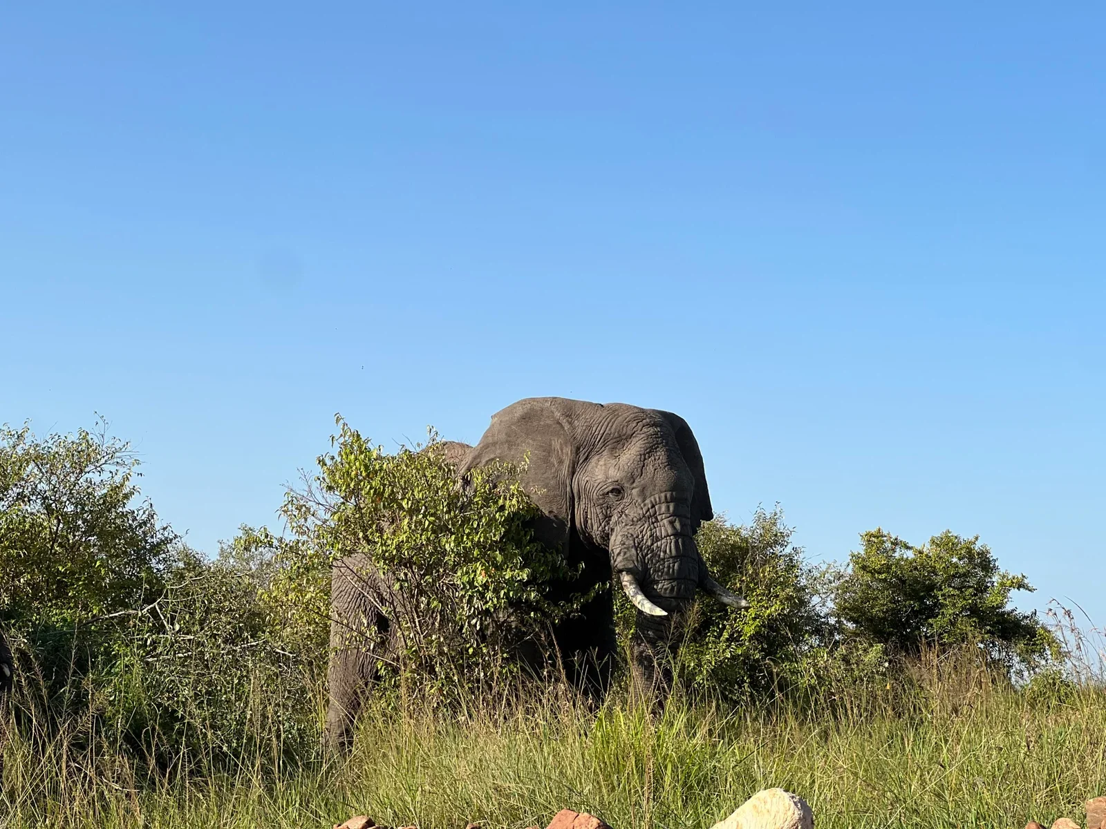 Pirschfahrt in der Maasai Mara