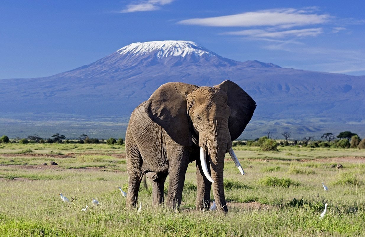 Amboseli Wildlife Elephant