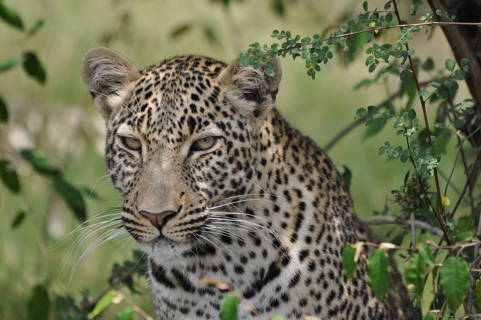 Leopard