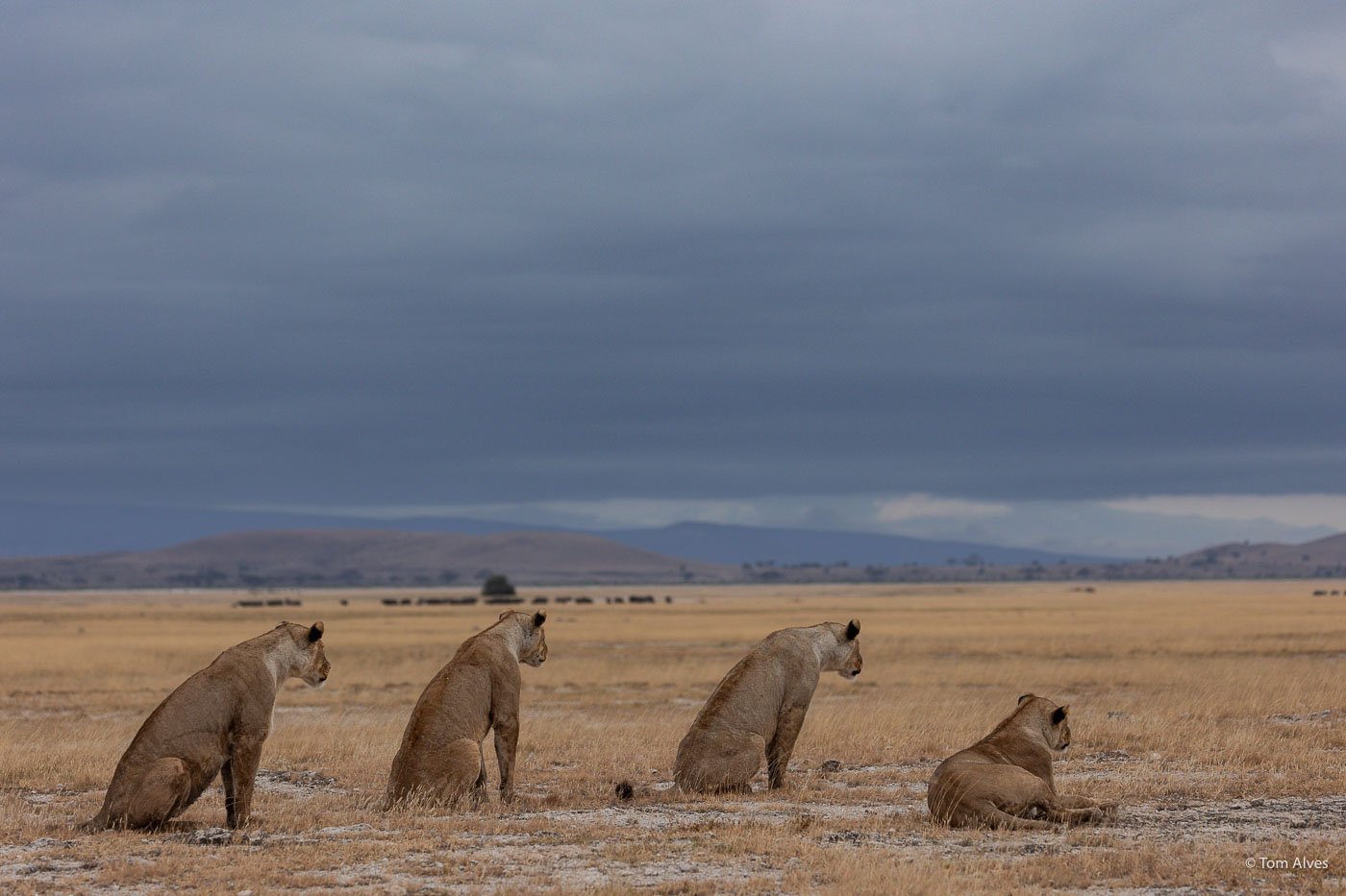 Mara Serena Lodge Lion