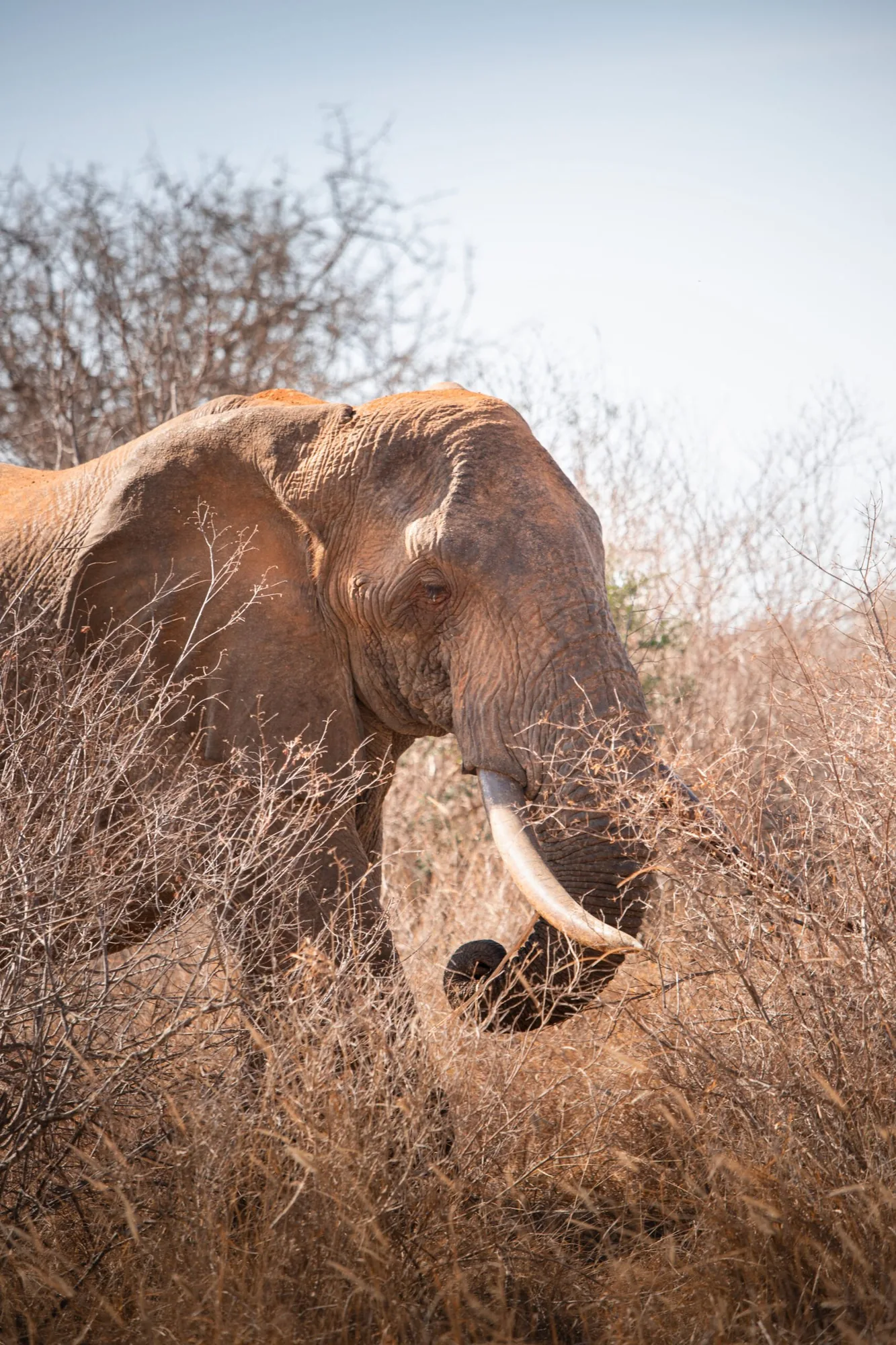 Severin Safari Camp · Tsavo West