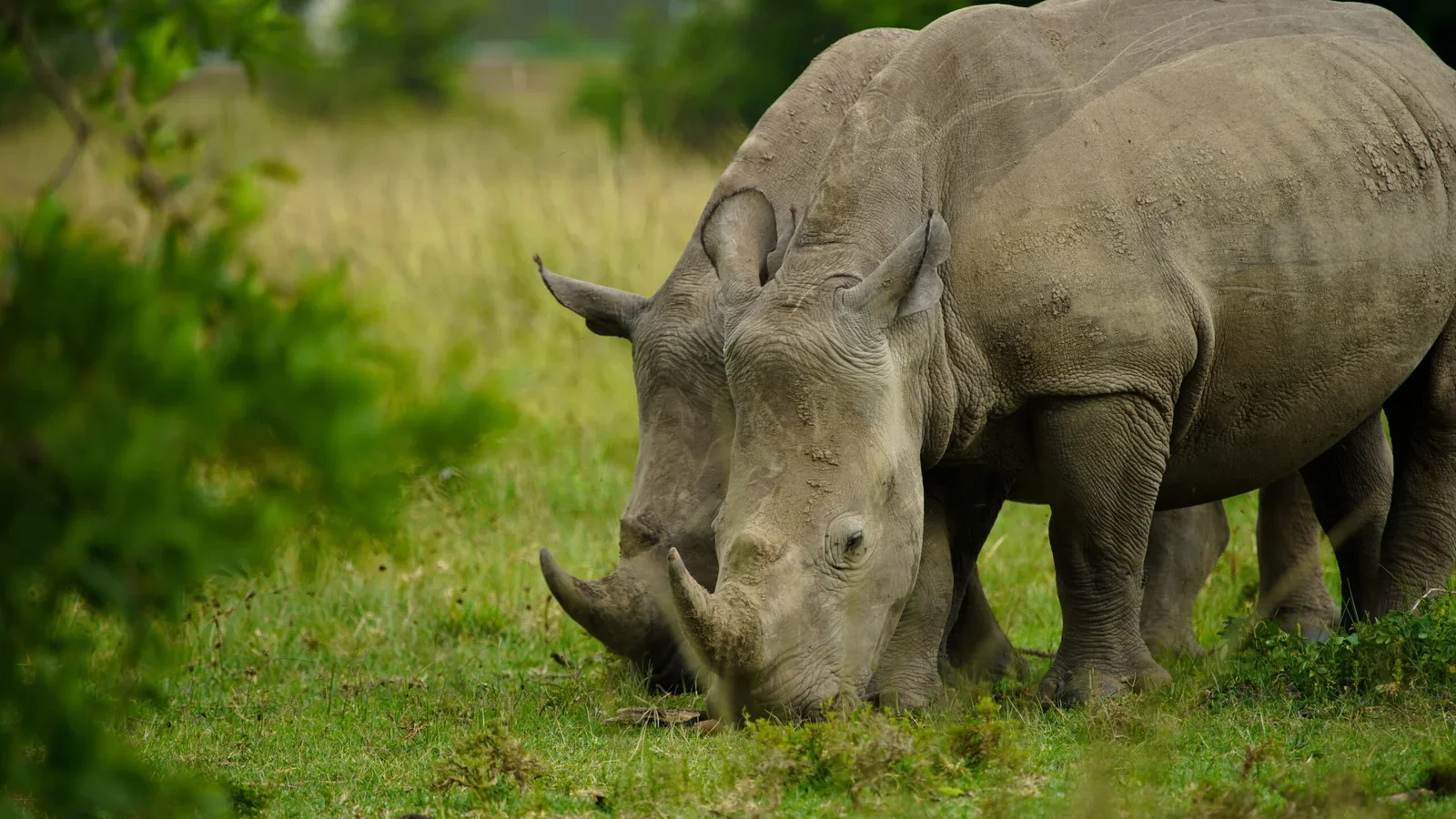 Nashorn