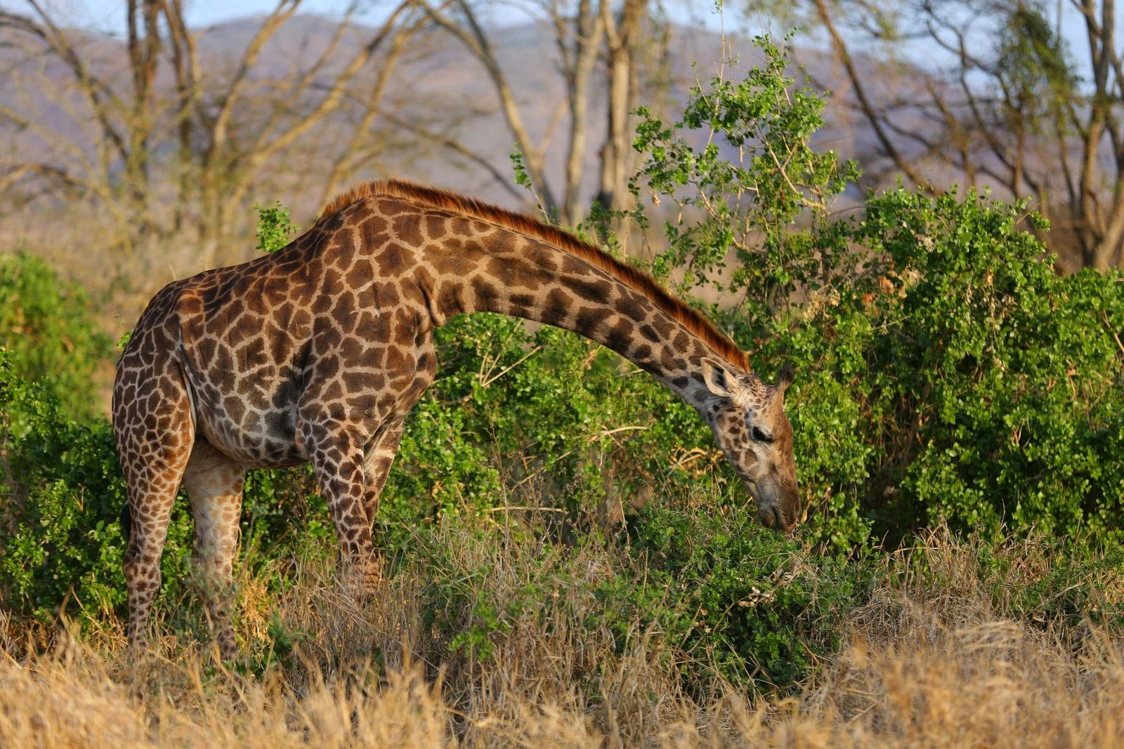 Taita Hills Wildlife