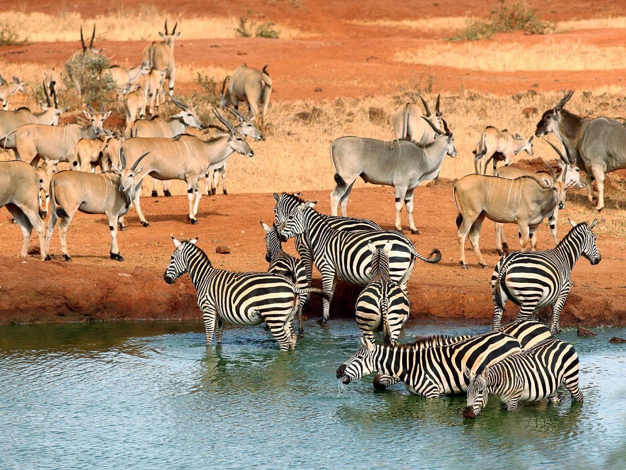 Tsavo Ost Wildlife