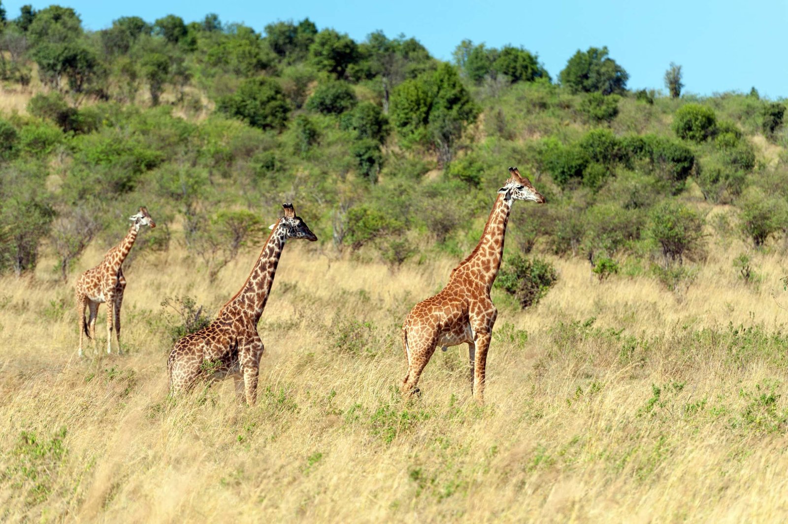 Netzgiraffe im Meru