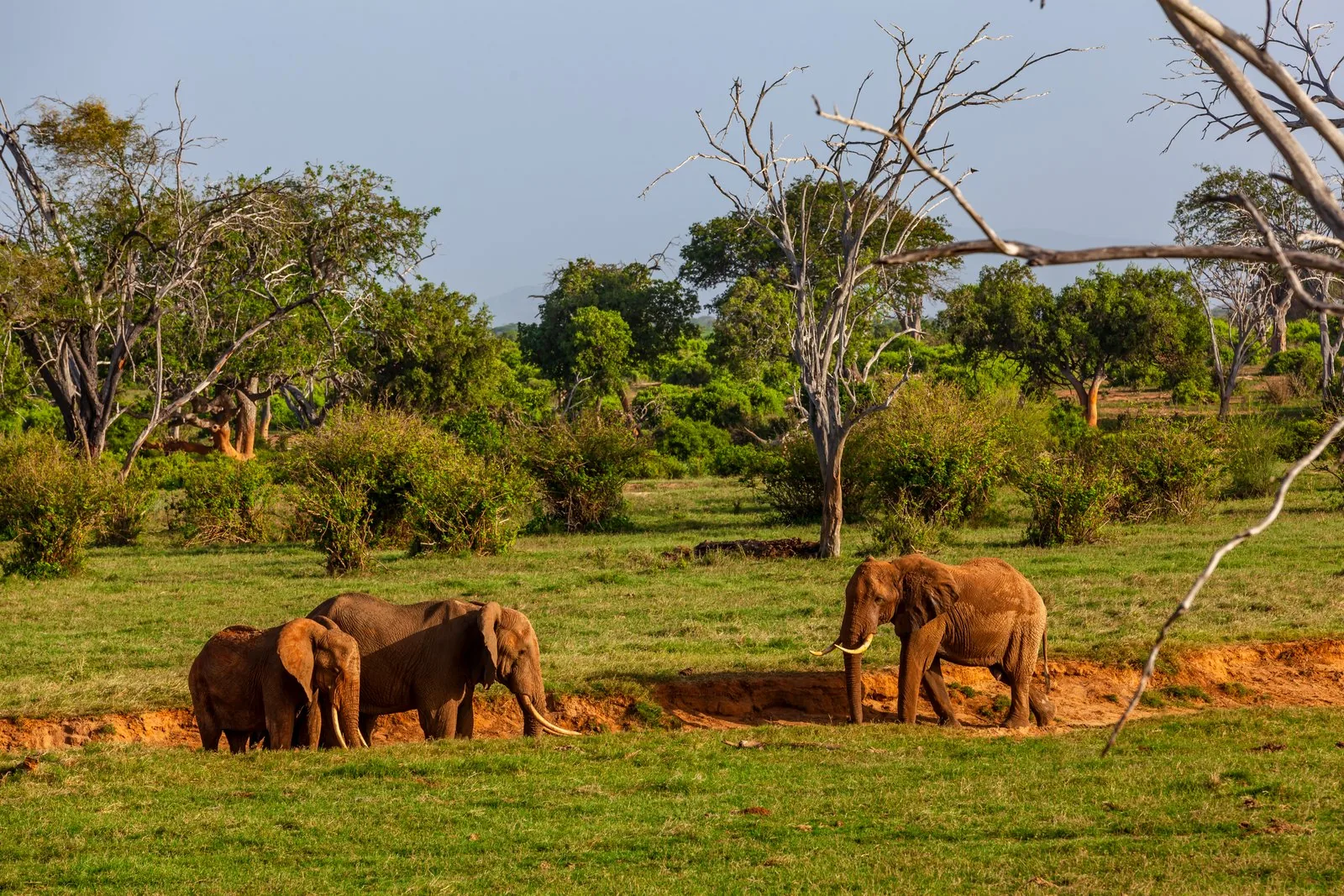 Tsavo Nationalpark