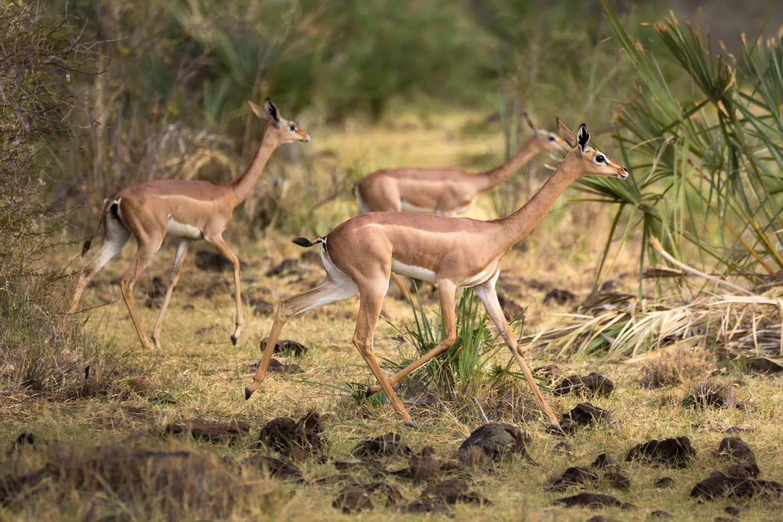 Meru Nationalpark