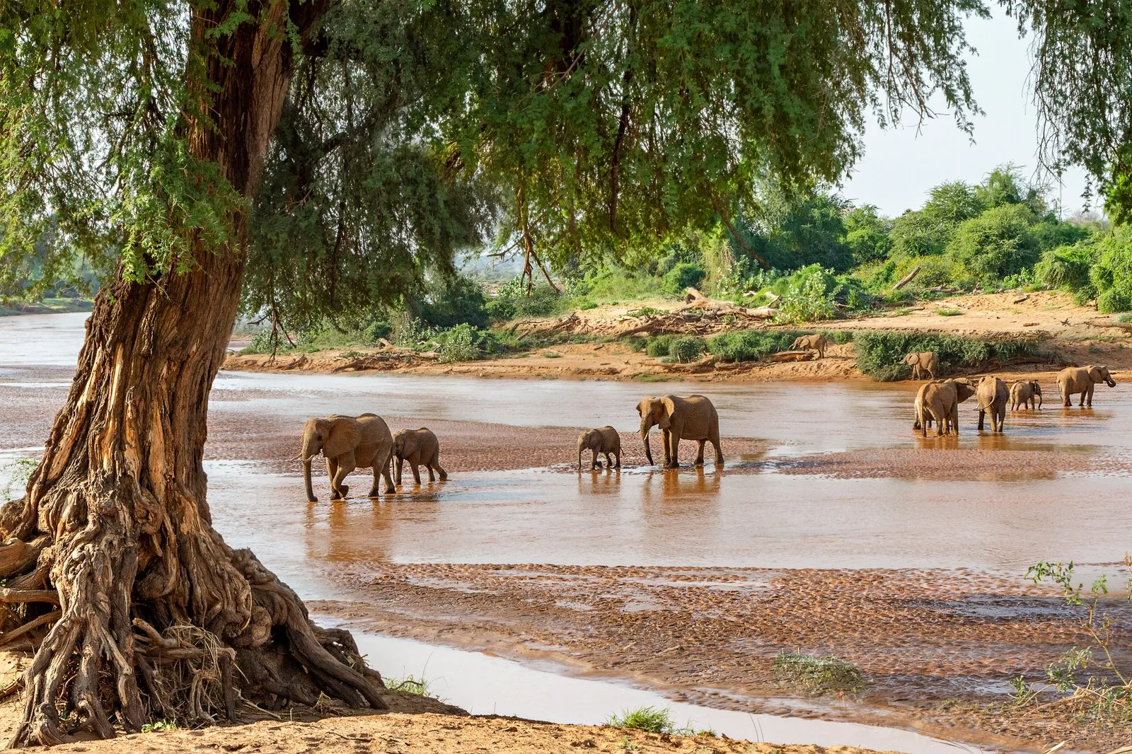 Shaba National Reserve