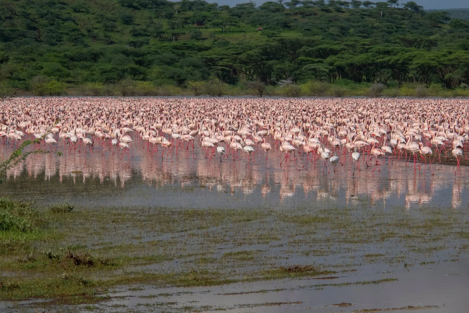 Flamingos an einem Rift-Valley-See in Kenia