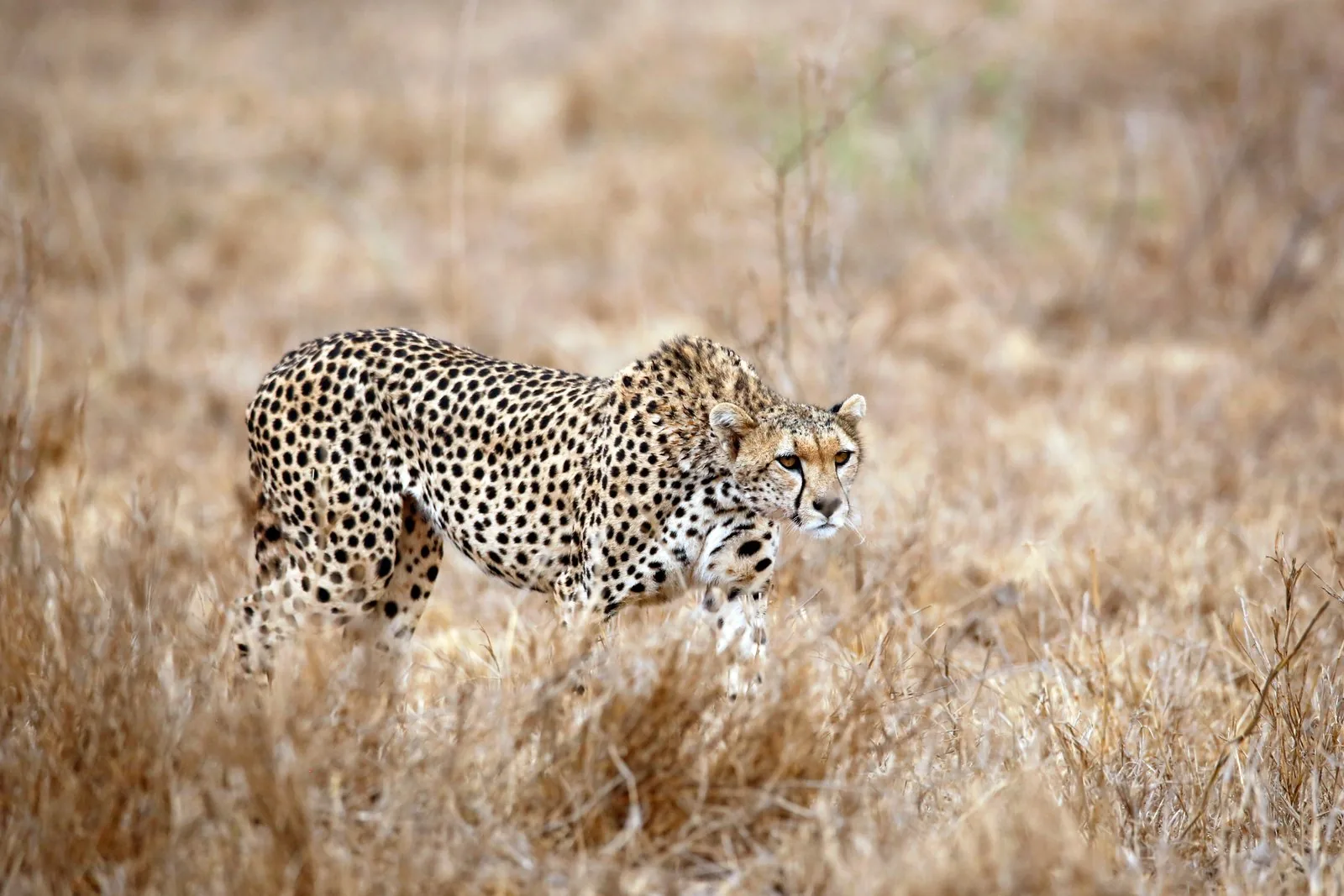 Taita Hills Wildlife Sanctuary