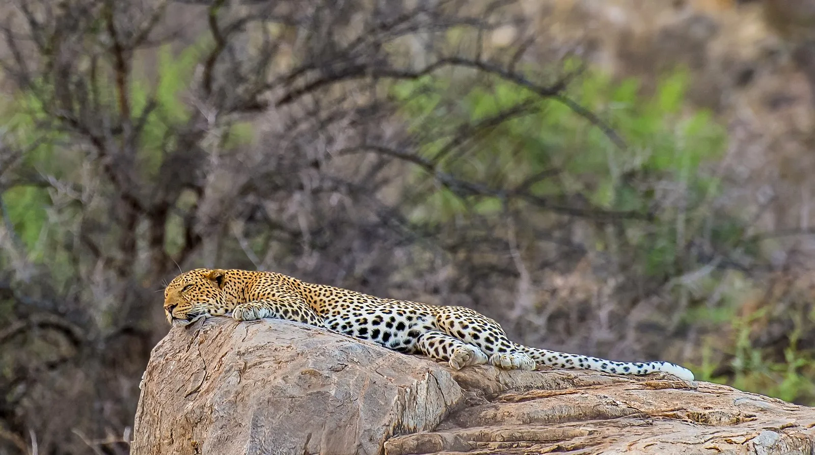 Samburu National Reserve