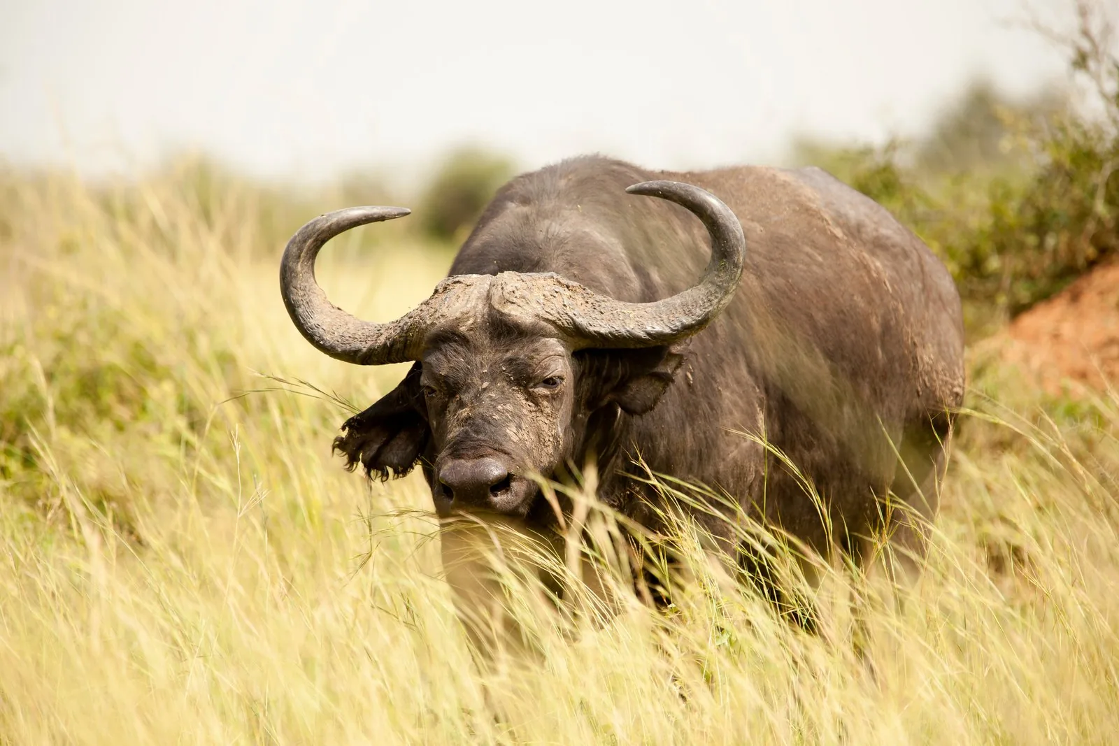 Kontakt Dan Tours Kenia