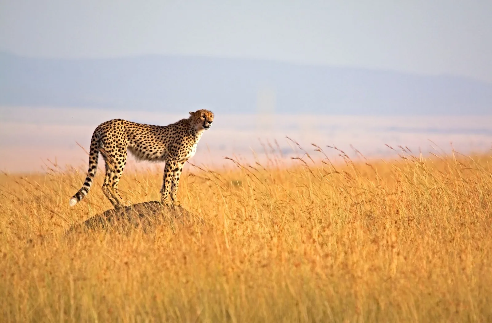 Safari in Kenia buchen