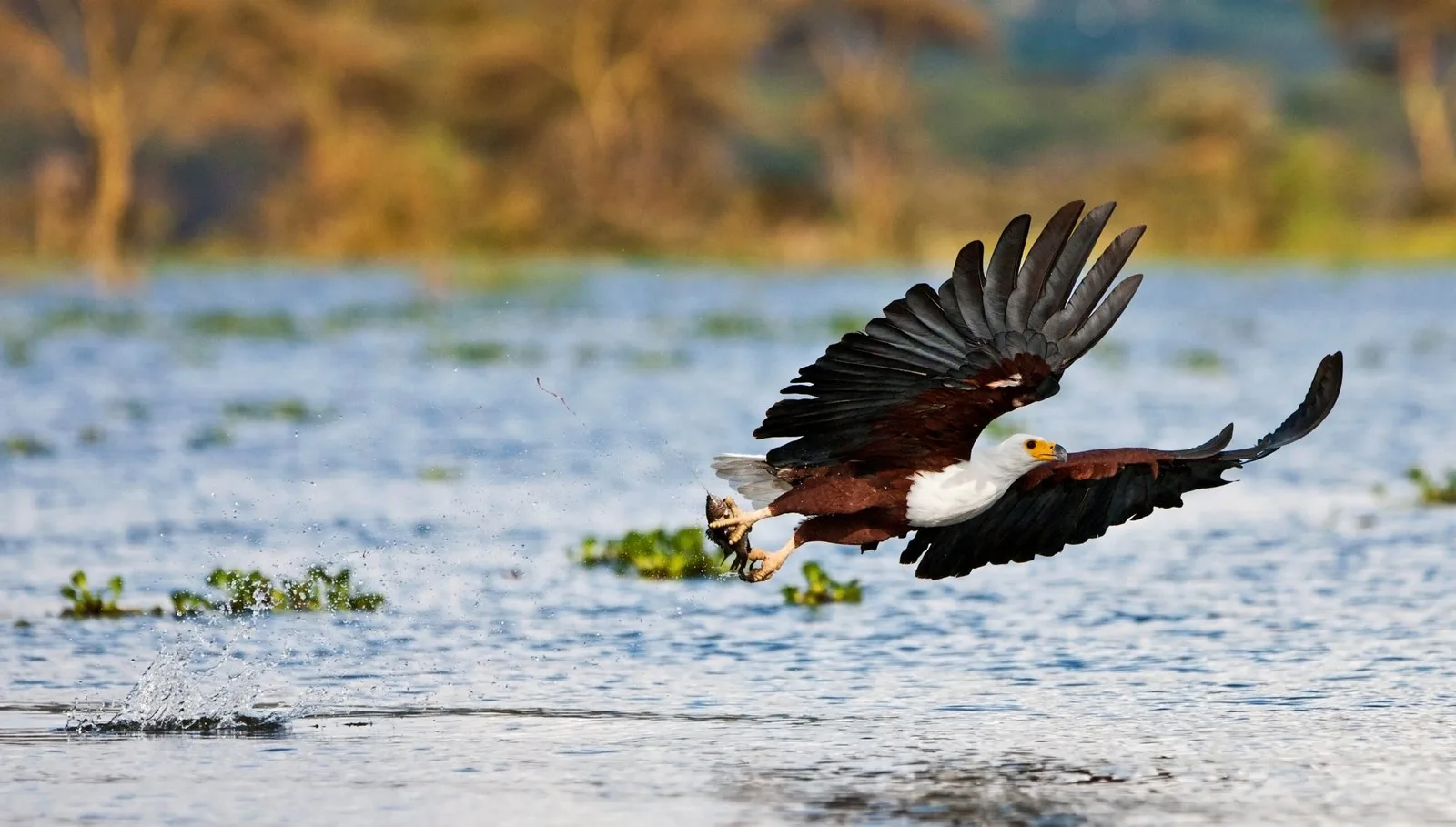 Lake Naivasha