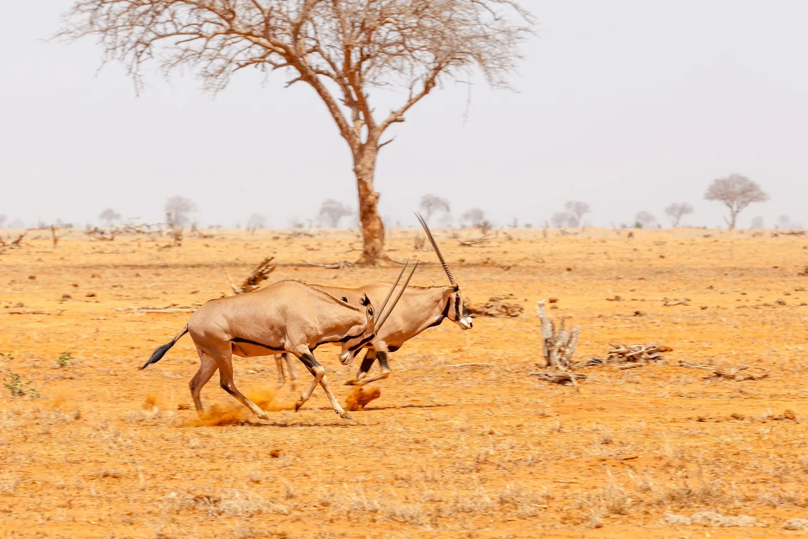LandCruiser Safaris in Kenia