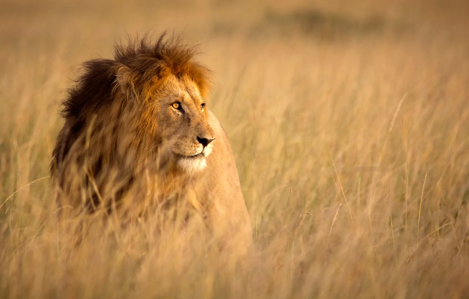 Safaris in Kenia
