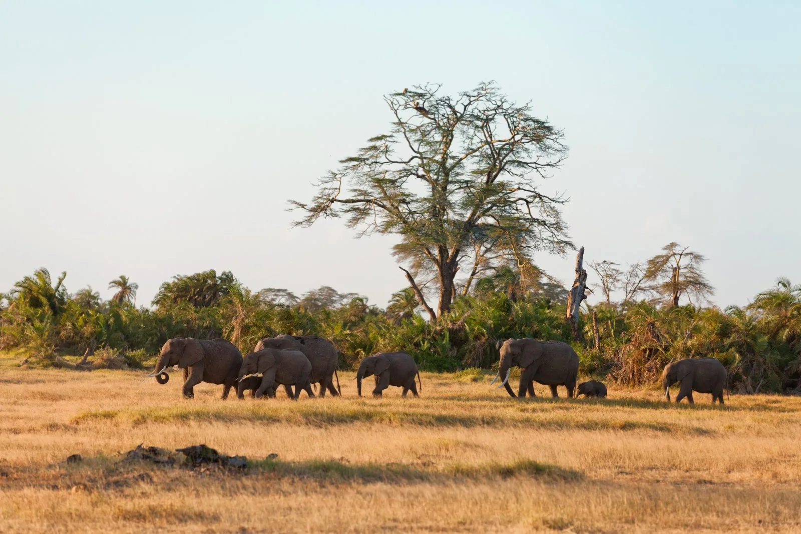 Amboseli Nationalpark