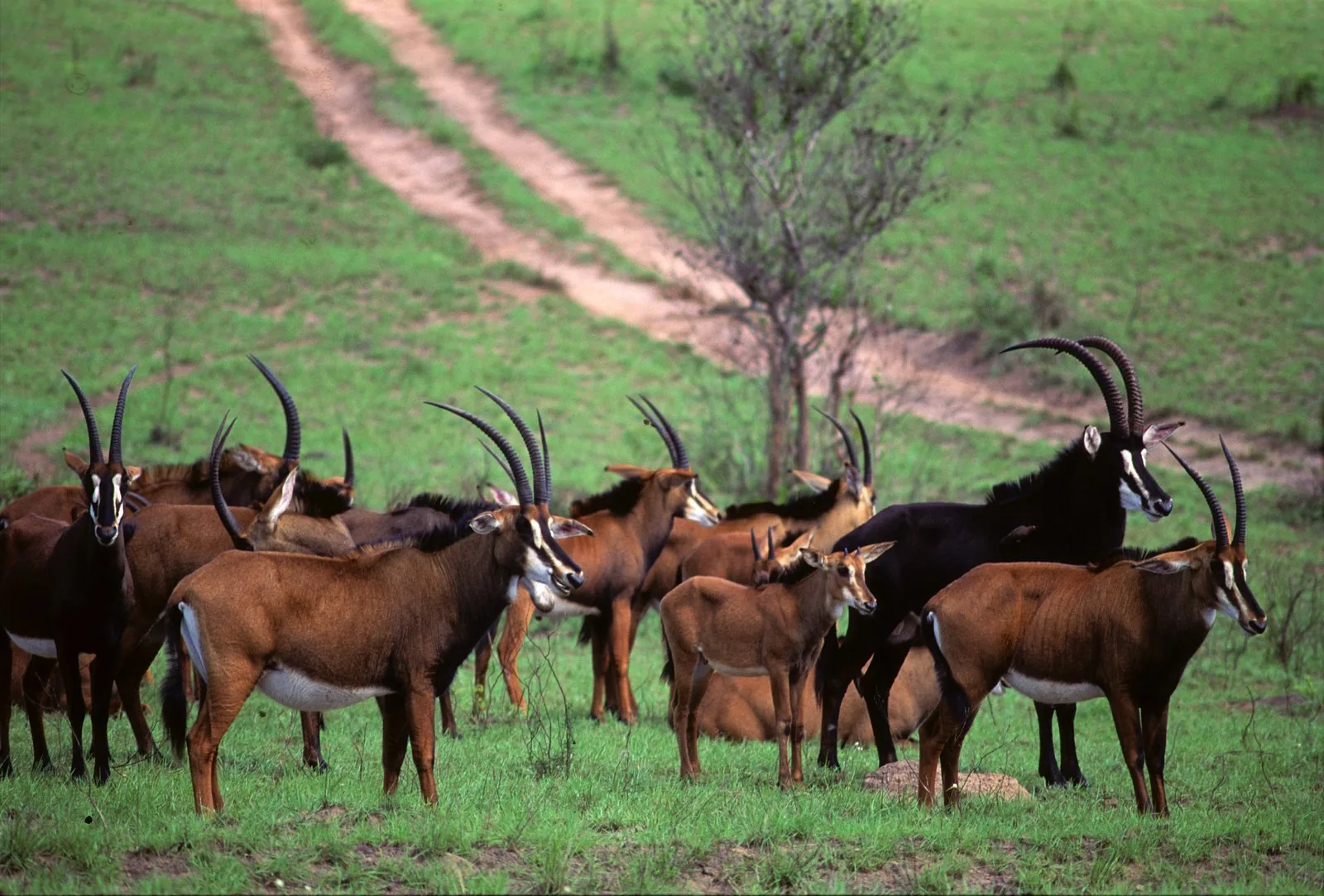 Shimba Hills National Reserve