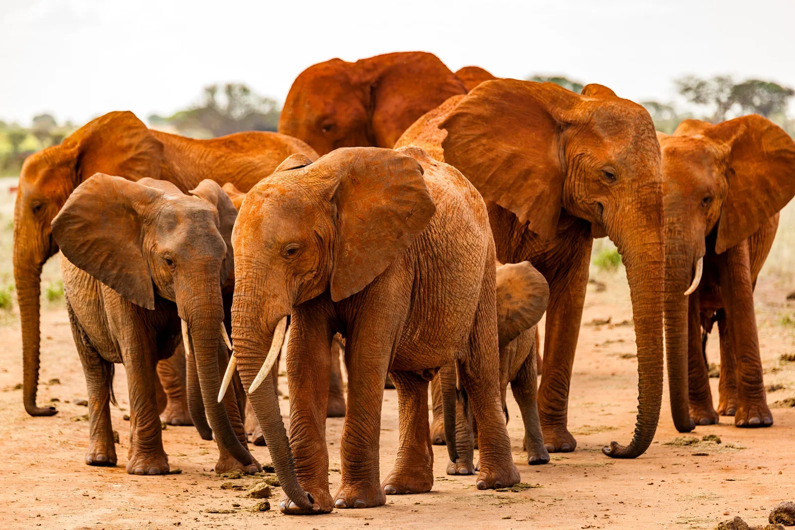 Elefanten Tour Kenya