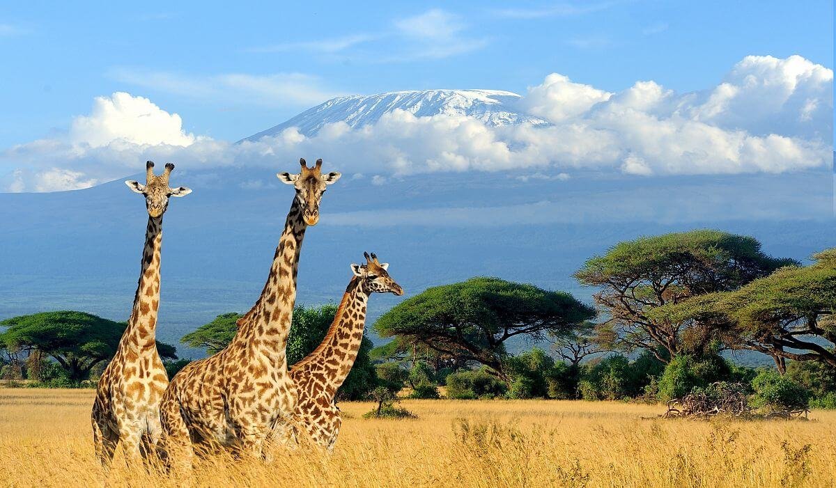 Tsavo West Amboseli Safari