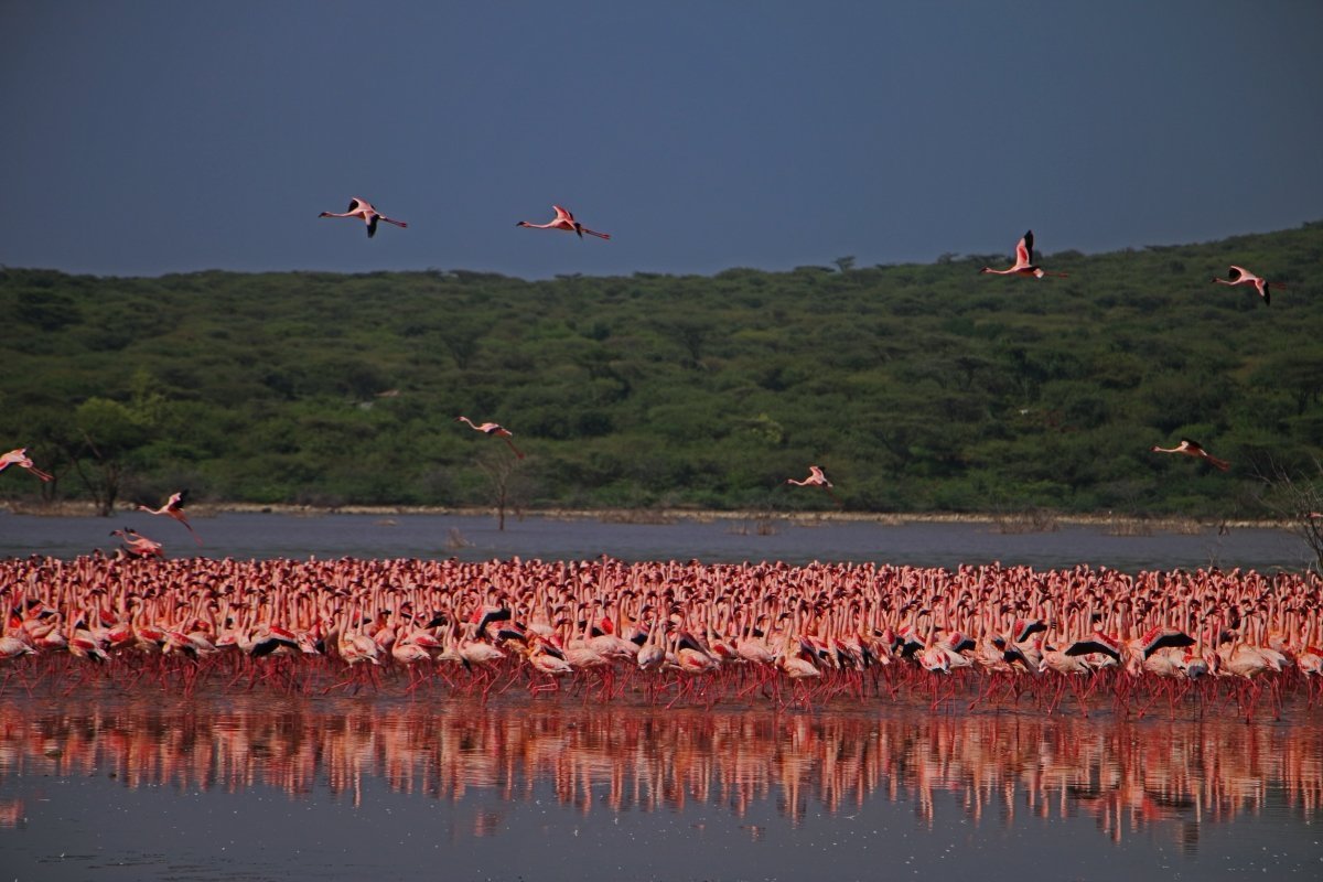 Wasservögel am Baringo-See