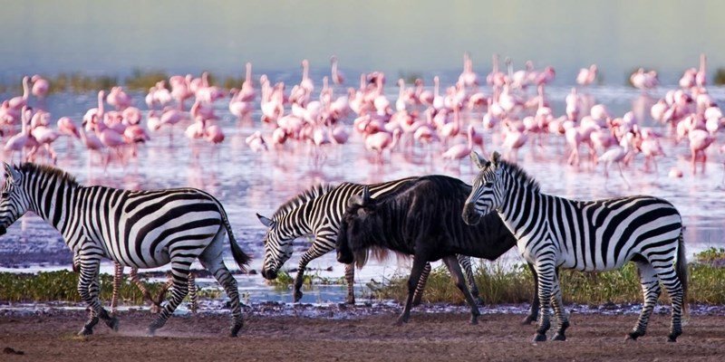 Lake Nakuru mit Flamingos