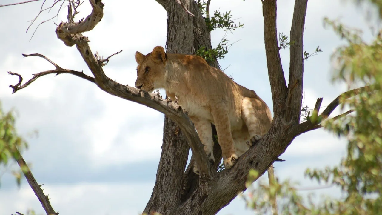 Mara Intrepid’s Camp