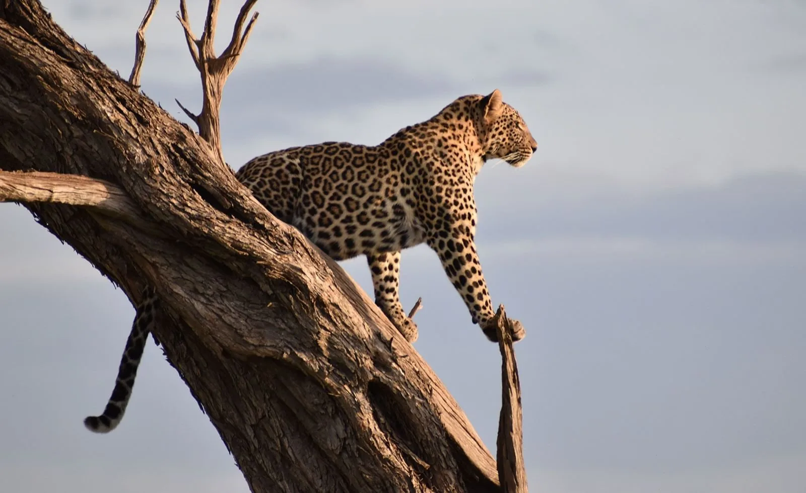 Mara Serena Safari Lodge